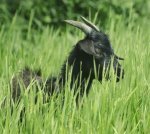 munching goat