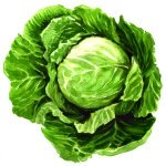 cabbage watercolor